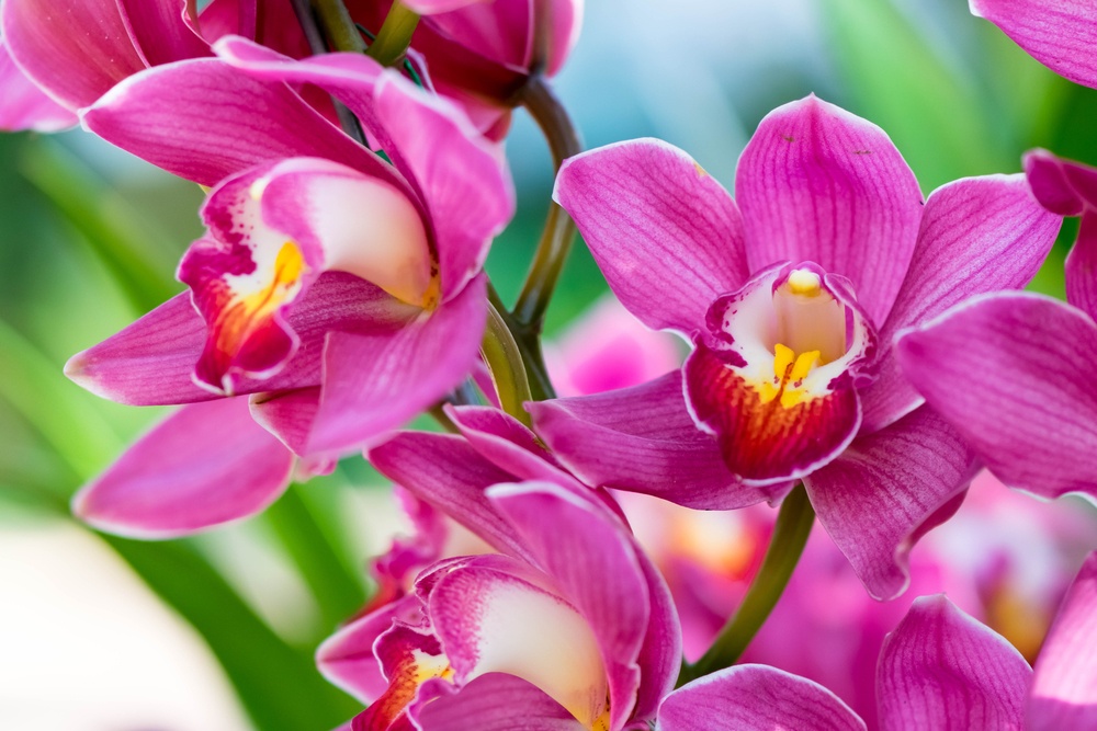 Orchidej – lidé, kteří preferují tuto květinu, jsou půvabní a chovají se s elegancí a grácií. Potrpí si na vzhledu a oblečení, které jde s módou.