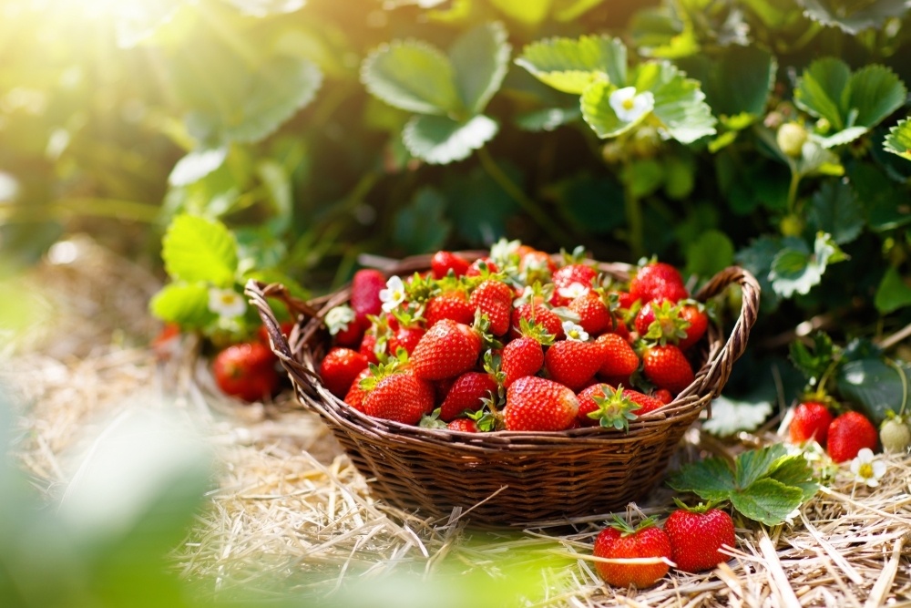 Čím hnojit jahody na jaře?