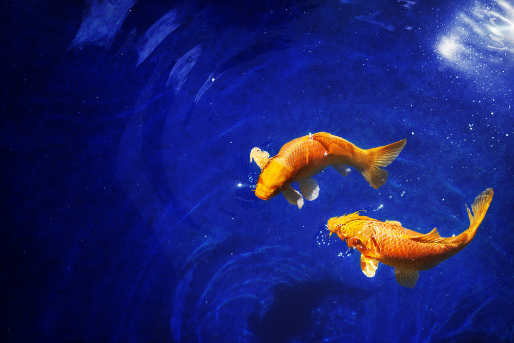 Ryby - Pokud je muž narozený v Rybách, ve vztahu zcela spokojen a po sexuální stránce nijak nestrádá, není se čeho bát. Pokud však cítí opak, nevěra mu nedělá sebemenší problém.