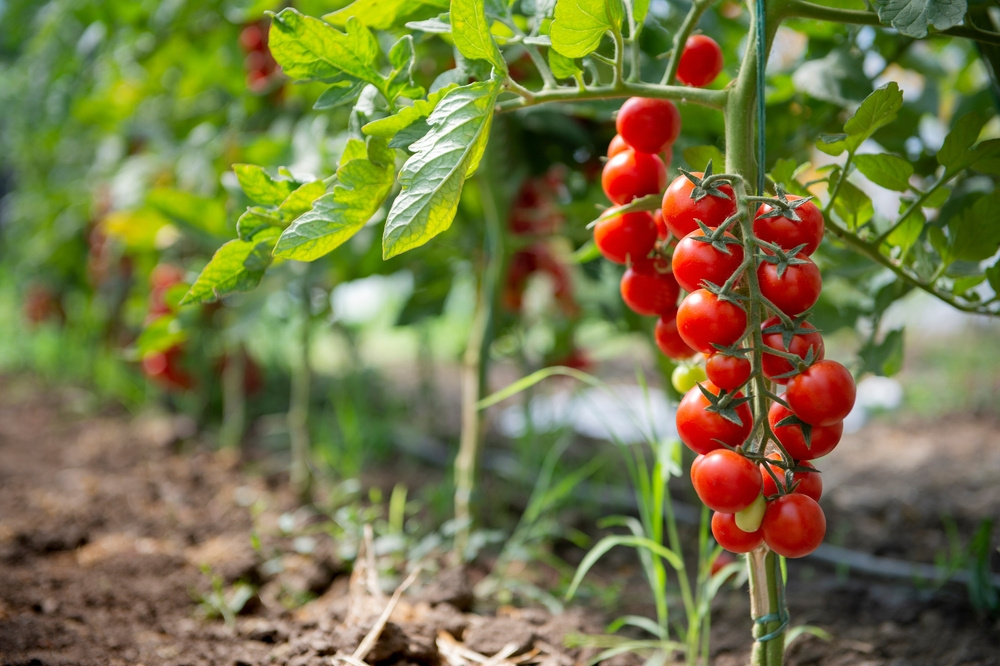 Co pěstovat vedle rajčat?