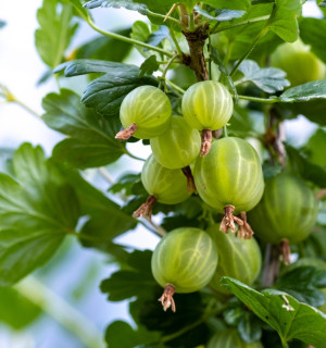 Jak využít angrešt? Připravte si domácí angreštový sorbet, který osvěží lépe než zmrzlina