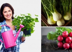 Tuhle zeleninu můžete pěstovat i doma v kuchyni
