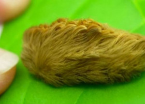 Na první pohled vypadá jako roztomilé zvíře, tak ho chtěla pohladit. Pak ale zjistila něco hodně děsivého!