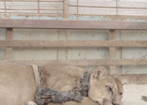 Tato puma žila 20 let spoutaná v autě. Sledujte její reakci, když ji ochránci osvobodili!