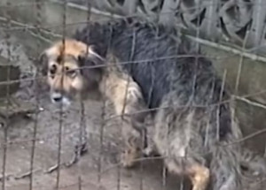 Deset let ji týrali a neznala nic jiného než řetěz. Sledujte, co se stane, když fenku konečně zachrání!