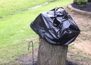 Její manžel pokácel na zahradě strom. Sledujte, když z pařezu po 2 týdnech sundá pytel!