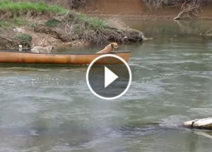 Dva psi uvízli na lodi a řítili se k jezu. Až uvidíte, kdo je šel zachránit, ztratíte řeč!