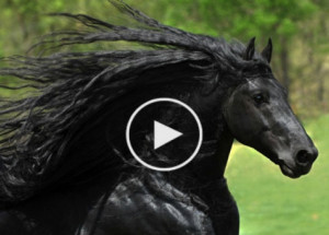 Seznamte se s Fridrichem Velkým. Podle předních expertů je to nejkrásnější kůn na světě!