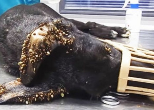 Našli ji na ulici celou pokrytou od klíšťat a neměla už moc času. Když se podívali pořádně, zůstali v totálním šoku!