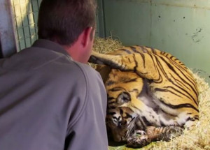 Tygřice konečně porodila. Když se jí ale pak ošetřovatelé podívali k nohám, nemohli popadnout dech!