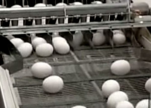 Kupujeme je skoro všichni. Takto to vypadá v továrně na vajíčka z velkoobchodů!