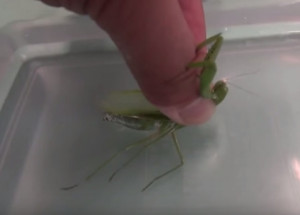 Chytil kudlanku a na chvíli ji namočil ve vodě. To, co se stalo potom, zamává s úplně každým!