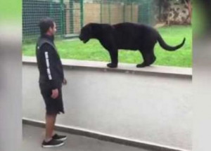 Tento černý panter žil celý život v kleci. Sledujte, co se stane, když se přiblíží ke svému zachránci!