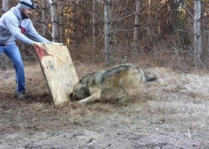 Chlap uviděl v lese vlka. Když se k němu dostal blíž, zjistil děsivou pravdu!