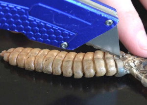 Vždycky ho zajímalo, co je uvnitř ocasu chřestýše. Sledujte pozorně, co tam pomocí nože našel!