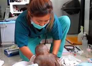 První rok života strávil v malé kleci bez jakéhokoliv pohybu. To, co udělala sestřička, je srdcervoucí!