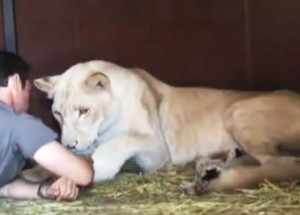 Došel ke lvici, která porodila malá lvíčata. Až uvidíte, co udělá, zůstanete jak smyslů zbaveni!