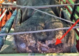 Byla zvyklá, že ji celý život využívali. Když ji naložili do nákladního auta, dobře věděla, co ji čeká...