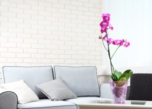 Nenáviděné i milované orchideje: Čím nám můžou ublížit?