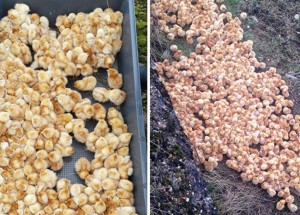 Rodina na procházce objevila stovky žlutých kuliček. Když zjistili, co to je, zůstali v šoku!