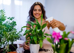 Pokojové rostliny, které čistí vzduch a vytvářejí dokonalé mikroklima: Které to jsou?