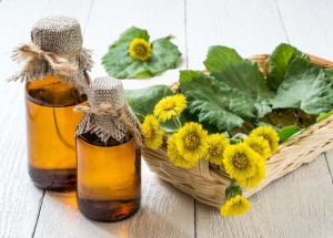 Sbíráte podběl lékařský na čaj nebo sirup? Vnitřní užití této jarní bylinky je v současnosti velmi sporné