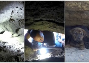 Záchranáři vysvobodili z podzemí 6 malých štěňátek: Video, které při záchranné akci natočili, vás chytne za srdce