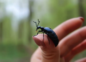 Poznáte v přírodě majku fialovou? Nevědomost vás může stát zdraví