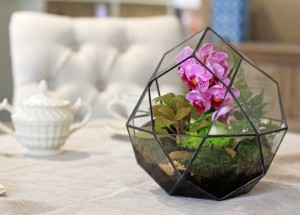 Znáte orchidejové kompozice? Smíšená výsadba orchidejí spolu s dalšími rostlinami oživí vaši domácnost