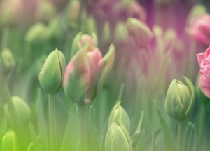 Horoskop na 15. týden (8.4. 2019 -14.4. 2019)