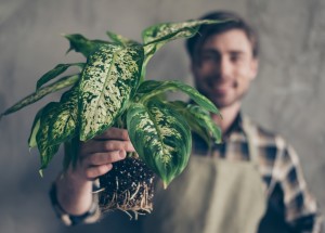 Difenbachie: Oblíbená pokojová rostlina, která do 15 minut zabije zvíře i člověka