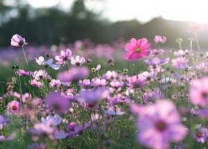 Velký měsíční horoskop na duben 2019 pro každé znamení