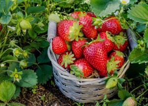 Známe nejlepší přírodní hnojivo na jahody: Vsaďte na kopřivy, chemie proti nim nemá šanci