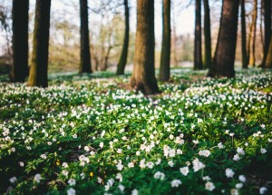 Horoskop na 17. týden (22.4. 2019 - 28.4. 2019)