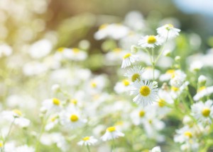 Velký měsíční horoskop na květen 2019 pro každé znamení