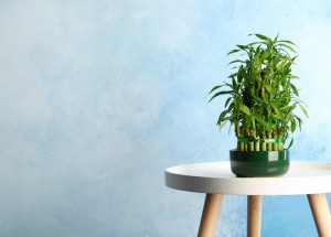 Pořiďte si tyto pokojové rostliny: Do vašeho domova vnesou zdraví, bohatství a štěstí
