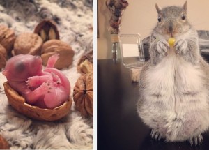 Mladý pár zachránil veverčí mládě před jistou smrtí: Z veverky Thumbeliny je teď hvězda Instagramu