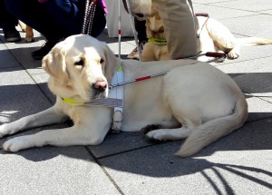 Vodicí pes ve službě člověku: Jaký je život nevidomého s vodicím psem?
