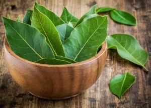 Bobkový list jako přírodní repelent: Ochrání vás před dotěrným hmyzem i hmyzími škůdci