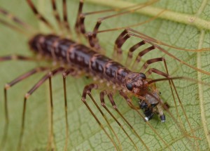 Na jedovatou stonožku strašníka dalmatského narazíte i u sebe doma: Co od něj očekávat?