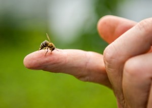 První pomoc při bodnutí včelou, vosou nebo sršněm: Nepoužívejte pouze cibuli
