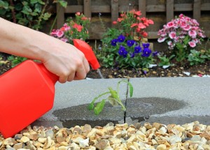Zbavte se plevelu přírodní cestou: Známe bio alternativu chemických herbicidů