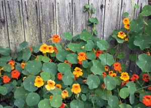 Zázračná lichořeřišnice: Pomáhá i tam, kde antibiotika nefungují