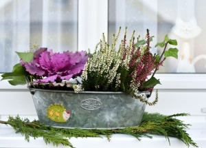 Přemýšlíte už nad tím, jak osázíte podzimní truhlíky? Slušet jim bude okrasná kapusta i ozdobné papričky