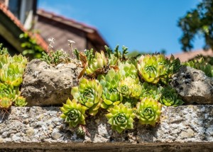 Pěstujete na zahrádce netřesk? Tato skalnička není jenom na okrasu, má léčivé účinky srovnatelné s aloe vera