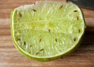 Jak se zbavit octomilek v domácnosti? Pomáhá bílé víno, ocet i vysavač