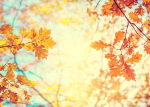 Velký měsíční horoskop na listopad 2019 pro každé znamení