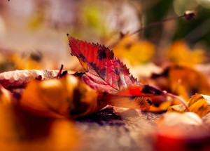 Horoskop na 45. týden (2. 11. 2020 - 8. 11. 2020)