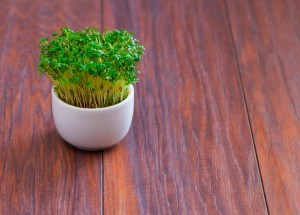 Řeřicha setá obsahuje cenný koktejl vitaminů a minerálů. Snadno si ji vypěstujete doma na parapetu