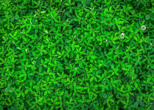 Horoskop na 15. týden (12. 4. 2021 - 18. 4. 2021)